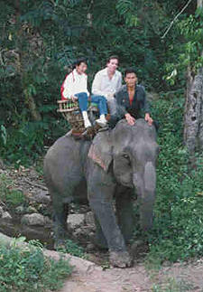 Elephant Trekking