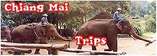 Chiang Mai Trips