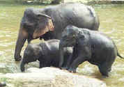 Elephant family