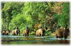 Northern Thailand's Elephants