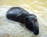 Baby Elephant takes a bath!