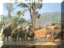 Mae Sa elephant camp