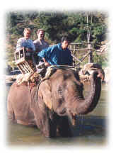 Elephant Ride