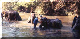 Chiang Dao elephant camp