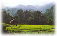 Rice Fields