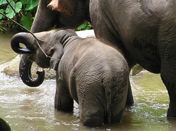 Chiang Mai Elephant