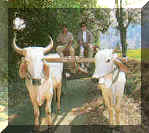 Oxen at Mae Ta Man